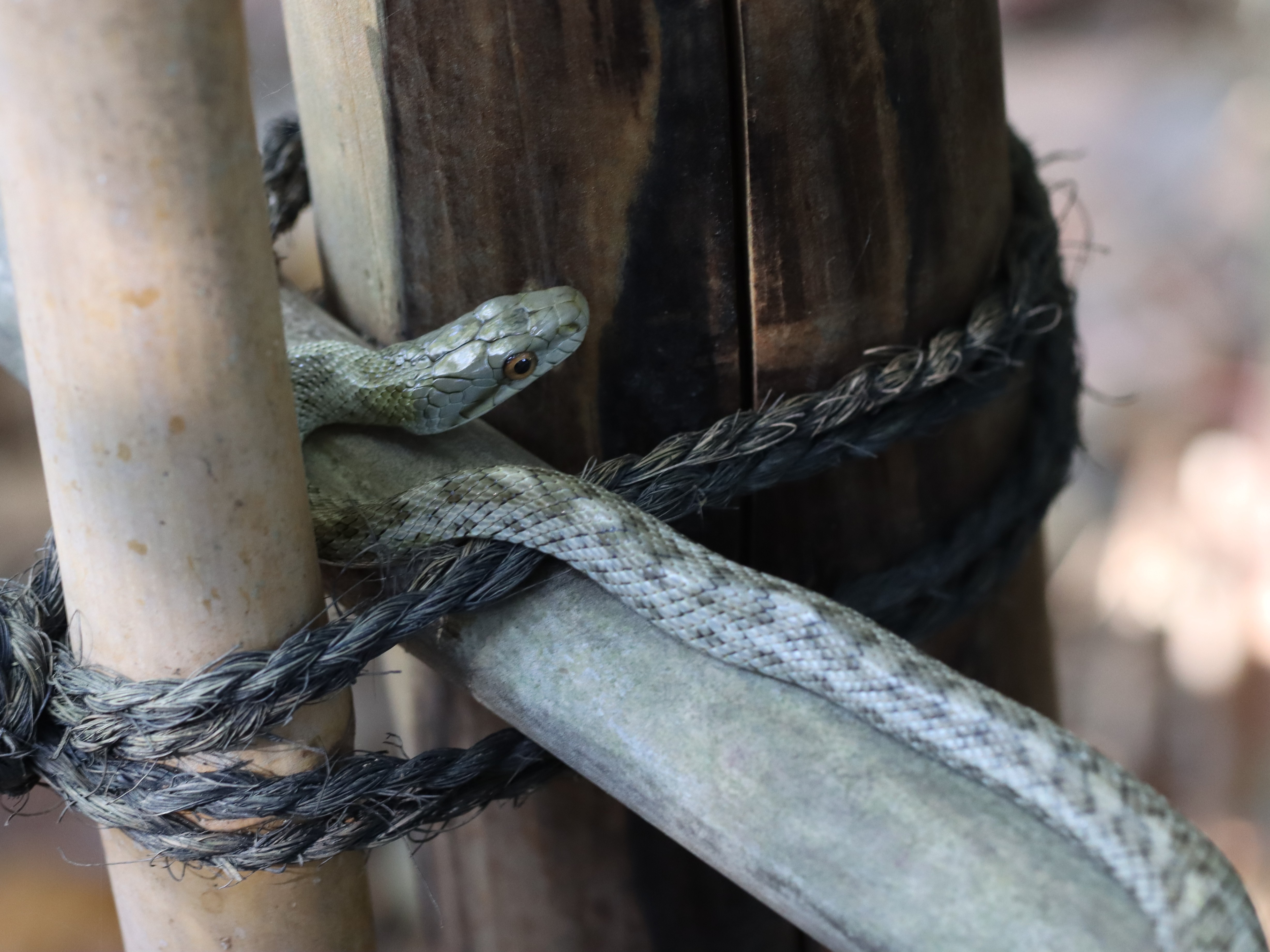 アオダイショウ